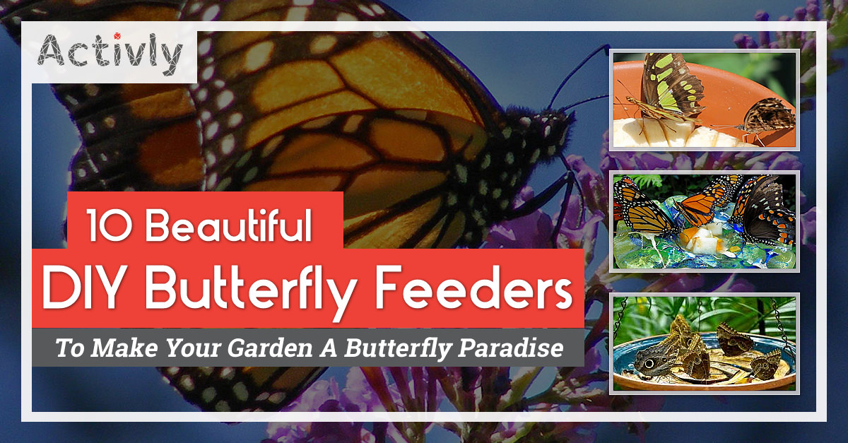 diy butterfly feeders