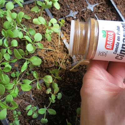 idealistrevolution cinnamon prevents disease in seedlings