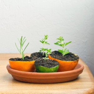popsugar.com rind seed starters