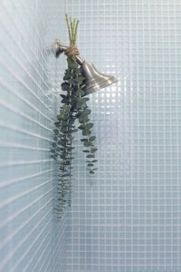 shower-head-eucalyptus