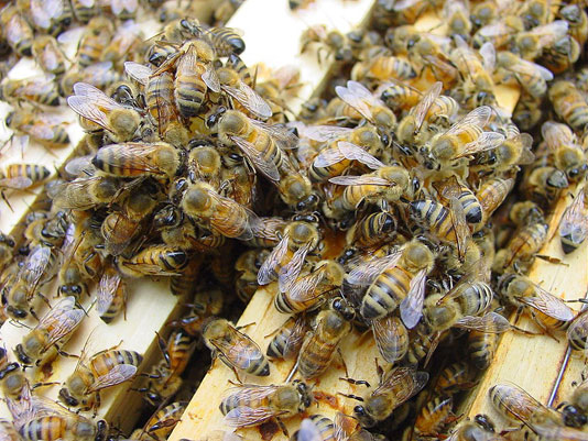 Image: Brushy Mountain Bee Farm