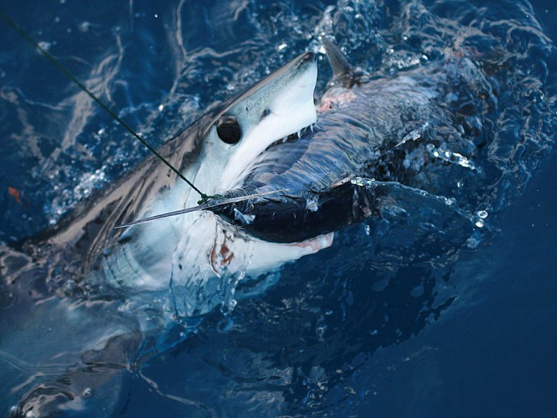 Акула мако опасна ли для человека. Акула мако. Белая акула мако. Мако акула чернорылая.