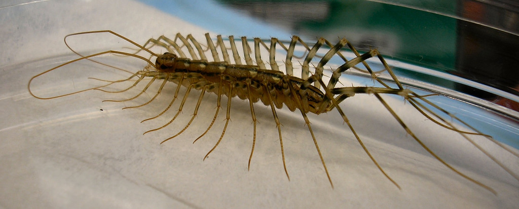 Why You Should Never Stand on a Centipede if You Find One in Your Home ...