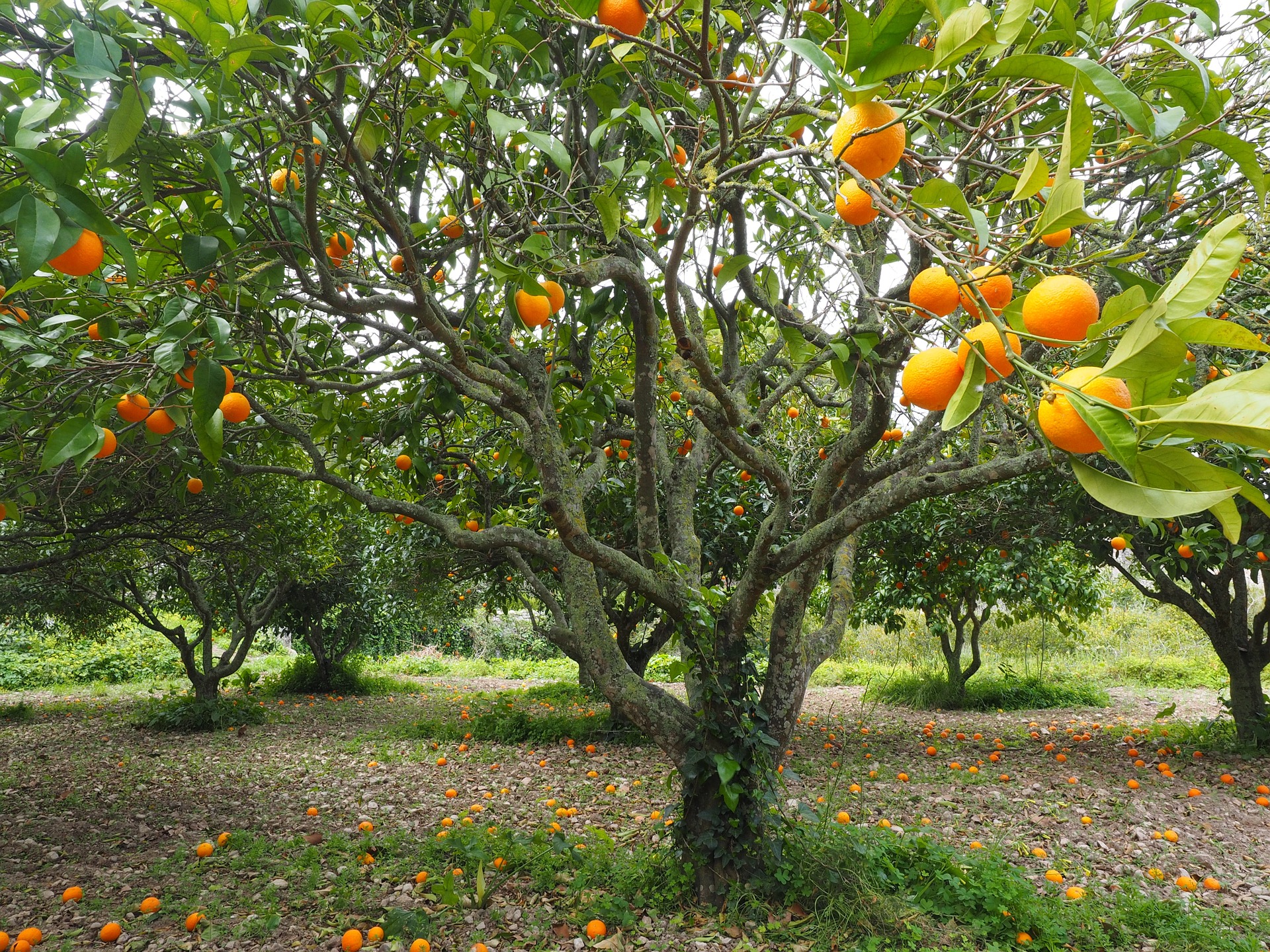 Macintosh HD:Users:brittanyloeffler:Downloads:Farmer Spider Relic:03-orange-trees.jpg