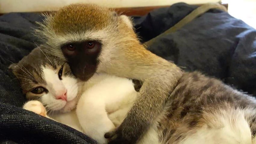 Macintosh HD:Users:brittanyloeffler:Downloads:Orphan Monkey:04-rescue-monkey-friends-with-cats.jpg