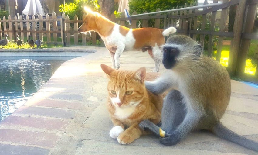 Macintosh HD:Users:brittanyloeffler:Downloads:Orphan Monkey:06-rescue-monkey-friends-with-cats.jpg
