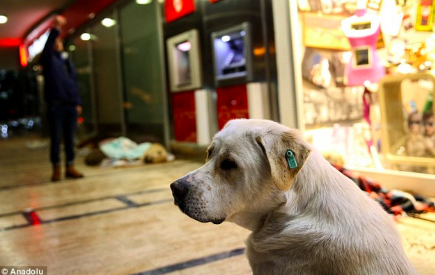 Macintosh HD:Users:brittanyloeffler:Downloads:Turkish Mall Homeless Dogs:Screen-Shot-2018-04-29-at-1.34.31-PM.png