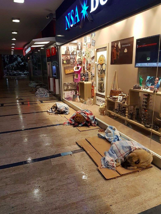Macintosh HD:Users:brittanyloeffler:Downloads:Turkish Mall Homeless Dogs:Screen-Shot-2018-04-29-at-1.27.08-PM.png