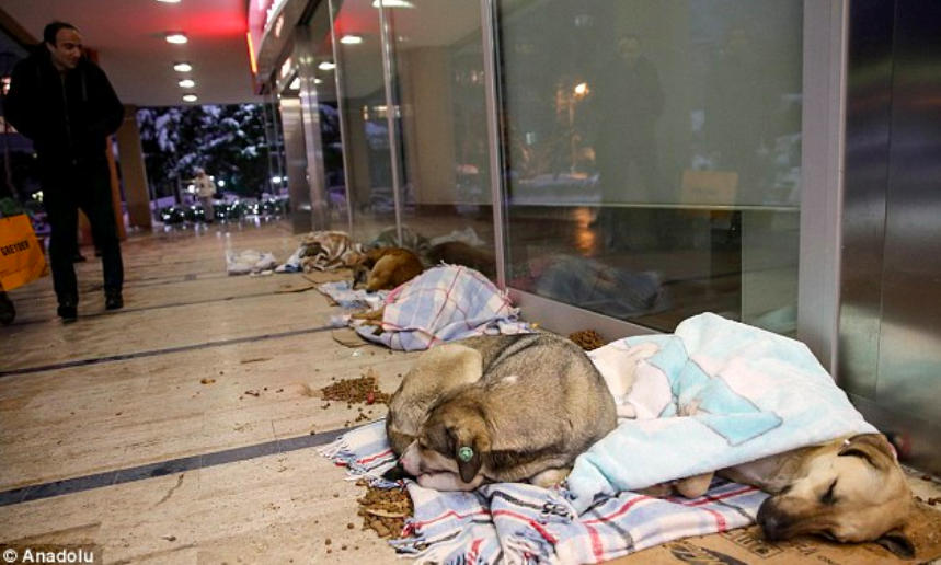 Macintosh HD:Users:brittanyloeffler:Downloads:Turkish Mall Homeless Dogs:Screen-Shot-2018-04-29-at-1.29.07-PM.png