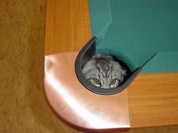 Macintosh HD:Users:brittanyloeffler:Downloads:Upwork:Hilarious Cat Fails:funny-cat-fails-48__605.jpg