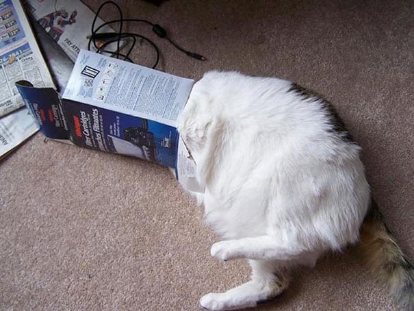 Macintosh HD:Users:brittanyloeffler:Downloads:Upwork:Hilarious Cat Fails:funny-cat-fails-104__605.jpg